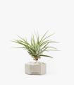 Comprar Planta de aire tillandsia con soporte Hexagone en béton avec des pierres blanches et plante Eli