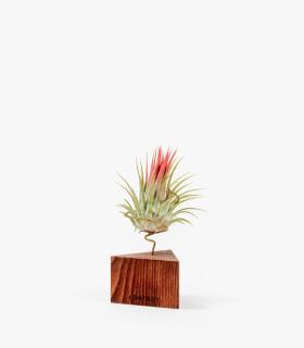 Comprar Planta de aire tillandsia con soporte Triangle en bois ton noyer et végétal du Var