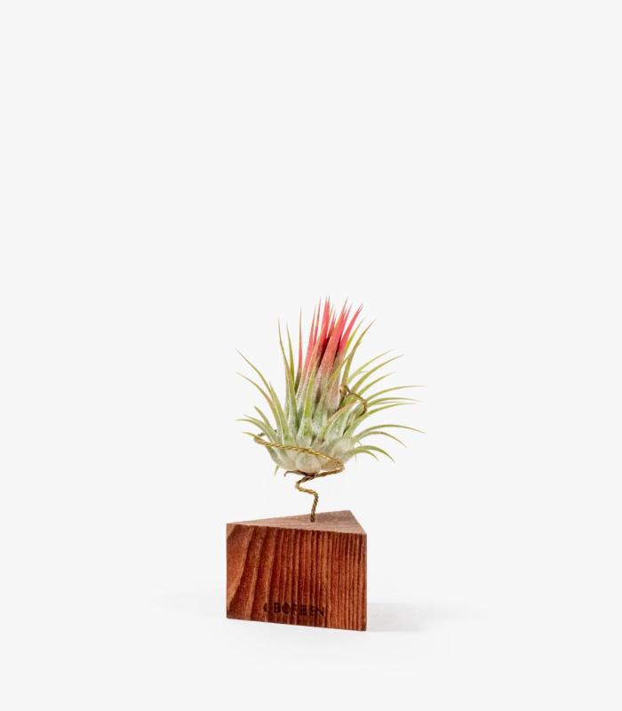 Comprar Planta de aire tillandsia con soporte Triangolo in legno tono noce e pianta Var