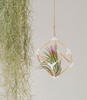 Comprar Planta de aire tillandsia con soporte Pingente de madeira cubo