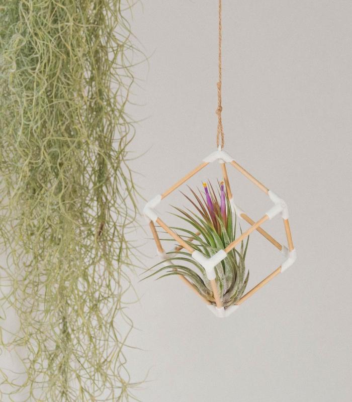 Comprar Planta de aire tillandsia con soporte Ciondolo cubo in legno