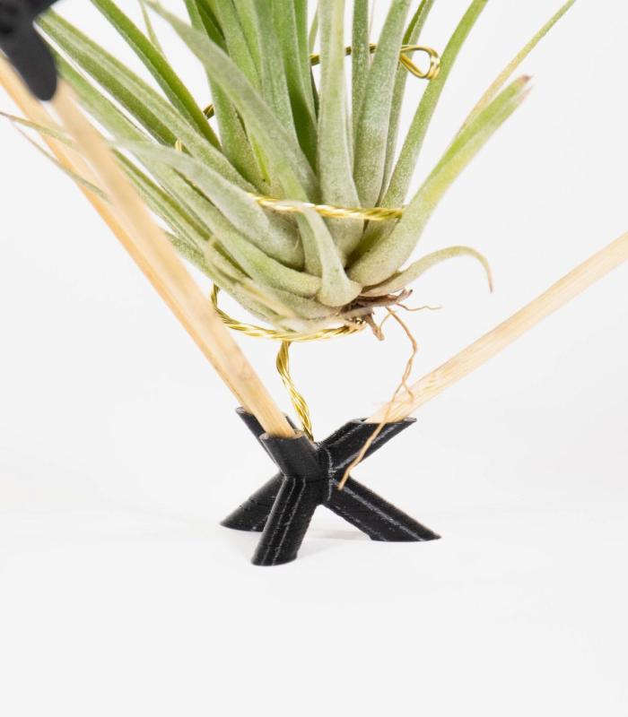 Comprar Planta de aire tillandsia con soporte Suspension Cube en bois