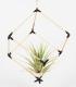 Comprar Planta de aire tillandsia con soporte Cube wooden pendant