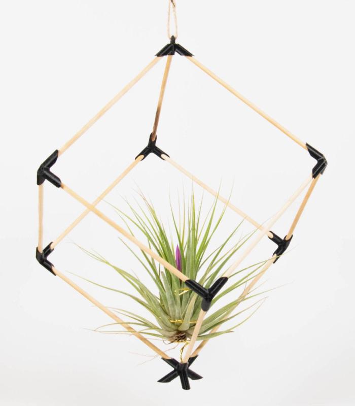 Comprar Planta de aire tillandsia con soporte Würfel Anhänger aus Holz