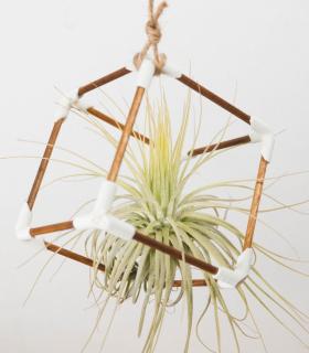 Comprar Planta de aire tillandsia con soporte Suspension Cube en bois