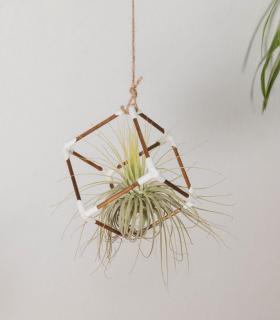Comprar Planta de aire tillandsia con soporte Pingente de madeira cubo