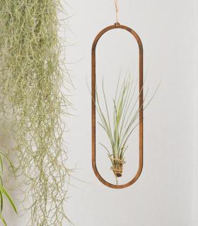 Comprar Planta de aire tillandsia con soporte Coliseum wooden pendant
