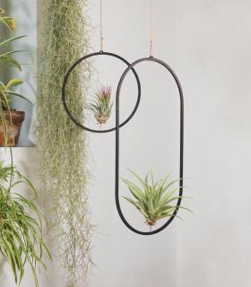 Comprar Planta de aire tillandsia con soporte Ciondolo in legno Colosseo