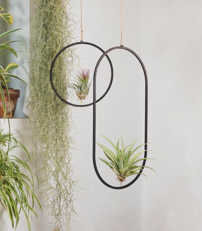Comprar Planta de aire tillandsia con soporte Ciondolo in legno Colosseo