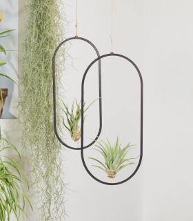 Comprar Planta de aire tillandsia con soporte Coliseum wooden pendant