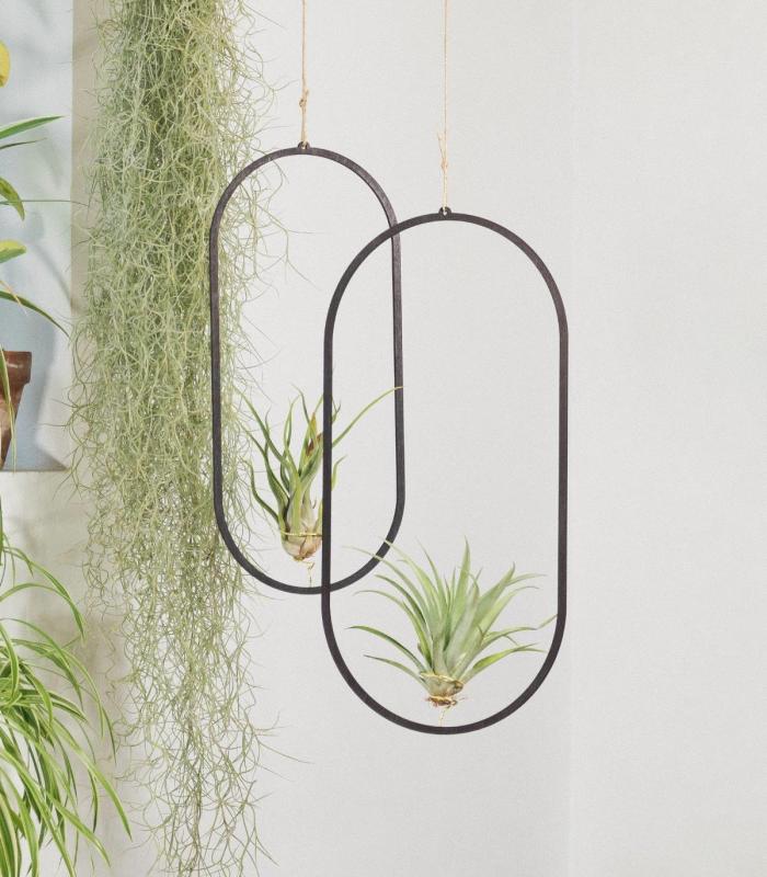 Comprar Planta de aire tillandsia con soporte Pingente de madeira Coliseu