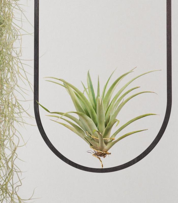 Comprar Planta de aire tillandsia con soporte Pingente de madeira Coliseu
