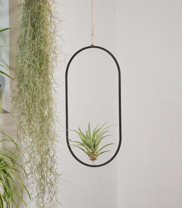 Comprar Planta de aire tillandsia con soporte Coliseum wooden pendant