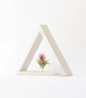 Comprar Planta de aire tillandsia con soporte Suporte de madeira Ikon