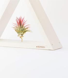 Comprar Planta de aire tillandsia con soporte Holzständer Ikon