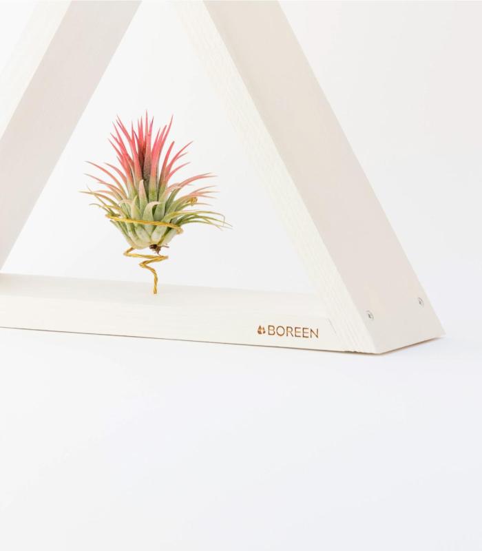 Comprar Planta de aire tillandsia con soporte Suporte de madeira Ikon