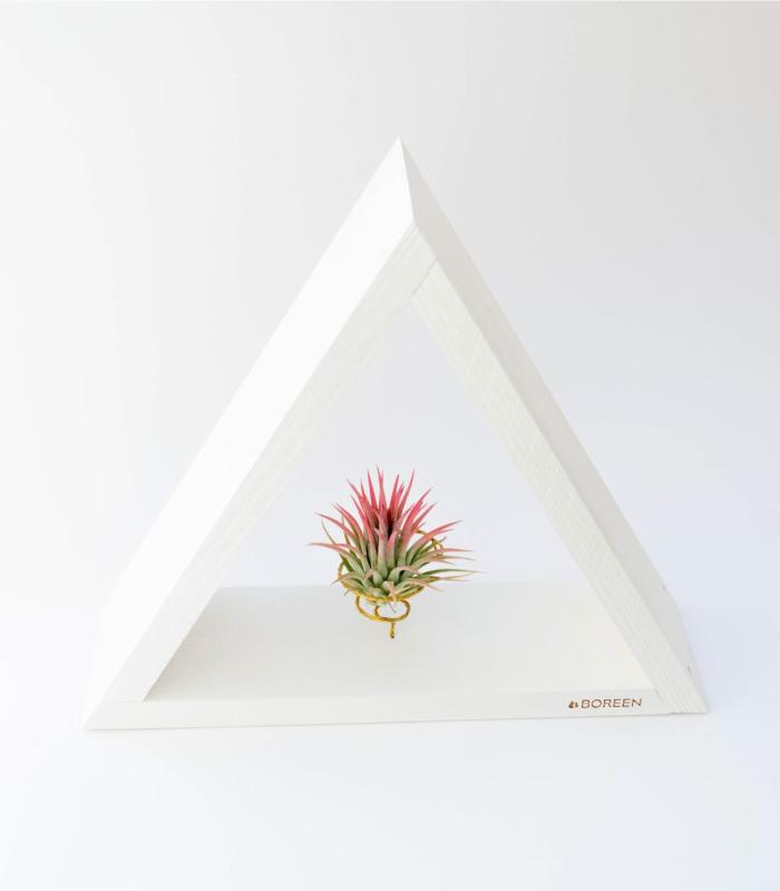 Comprar Planta de aire tillandsia con soporte Holzständer Ikon