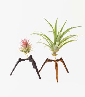 Comprar Planta de aire tillandsia con soporte Wooden Trip support