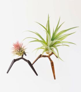 Comprar Planta de aire tillandsia con soporte Supporto in legno Trip