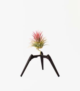 Comprar Planta de aire tillandsia con soporte Suporte de madeira Trip