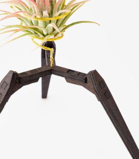 Comprar Planta de aire tillandsia con soporte Supporto in legno Trip