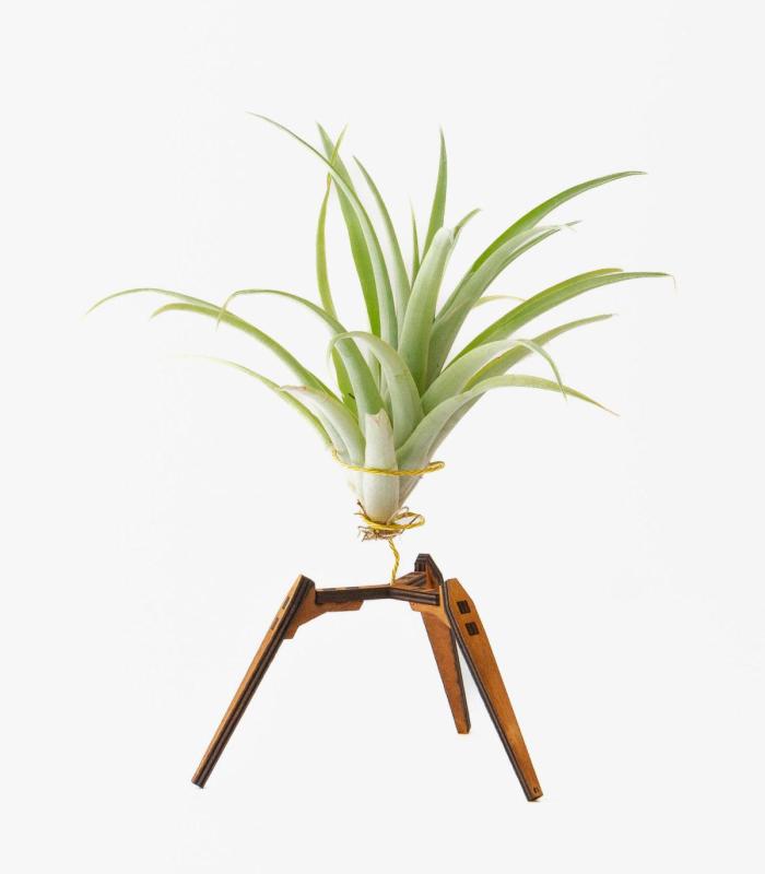 Comprar Planta de aire tillandsia con soporte Suporte de madeira Trip
