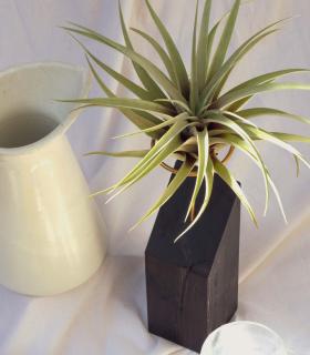 Comprar Planta de aire tillandsia con soporte Listello in legno da 45º XL