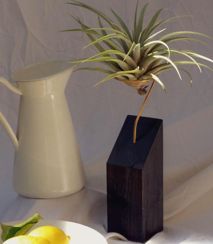 Comprar Planta de aire tillandsia con soporte Holzleiste 45º XL