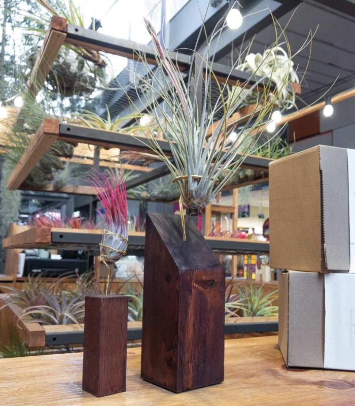 Comprar Planta de aire tillandsia con soporte Listón de madera 45º XL