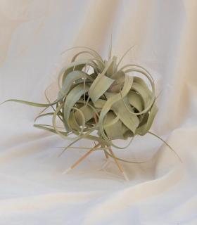 Comprar Planta de aire tillandsia con soporte Pode-Unterstützung