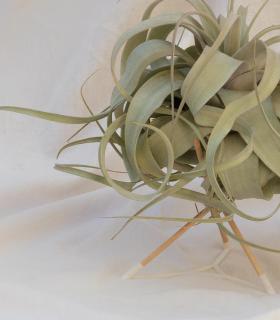 Comprar Planta de aire tillandsia con soporte Soporte Pode