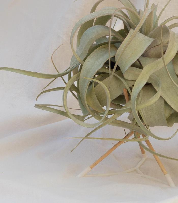 Comprar Planta de aire tillandsia con soporte Soporte Pode
