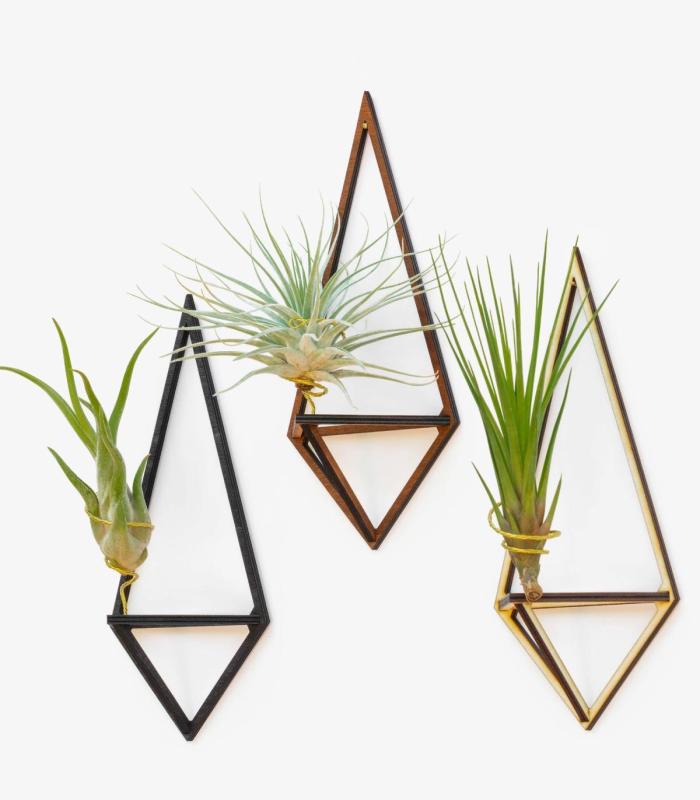 Comprar Planta de aire tillandsia con soporte Pack soportes Delta de madera (3 unidades)