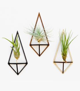Comprar Planta de aire tillandsia con soporte Pack de supports DELTA en bois (3 unités)