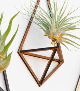 Comprar Planta de aire tillandsia con soporte Packen Sie Delta Holzstützen (3 Einheiten)