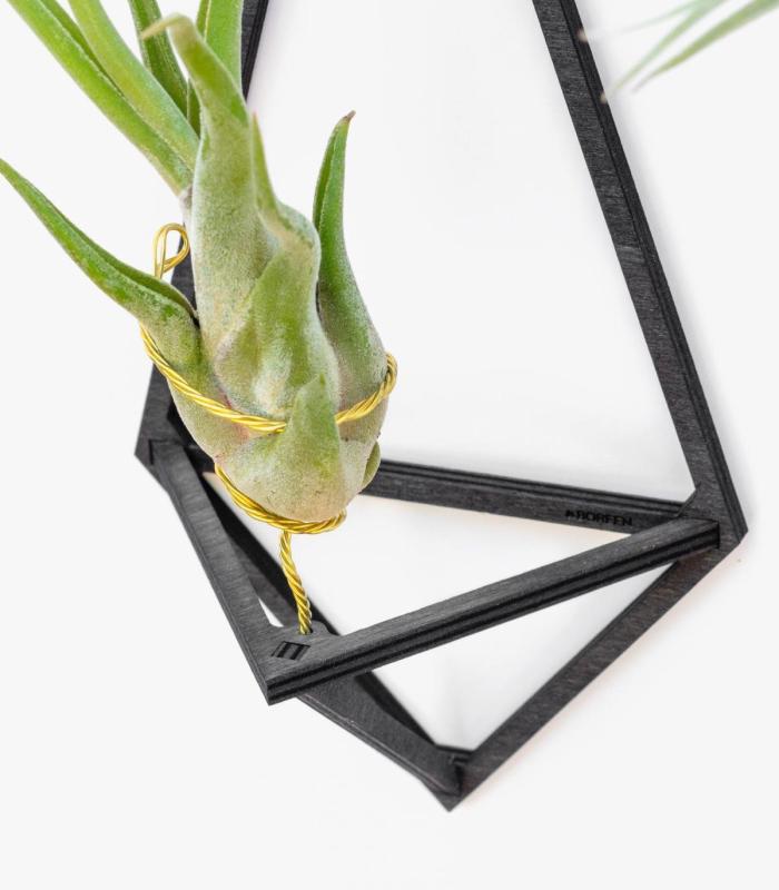 Comprar Planta de aire tillandsia con soporte Packen Sie Delta Holzstützen (3 Einheiten)