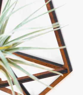 Comprar Planta de aire tillandsia con soporte Pack soportes Delta de madera (3 unidades)