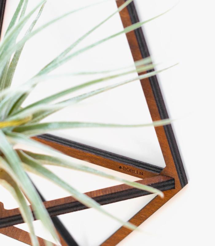 Comprar Planta de aire tillandsia con soporte Pack wooden Delta supports (3 units)