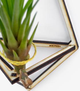 Comprar Planta de aire tillandsia con soporte Confezione in Delta in legno (3 unità)