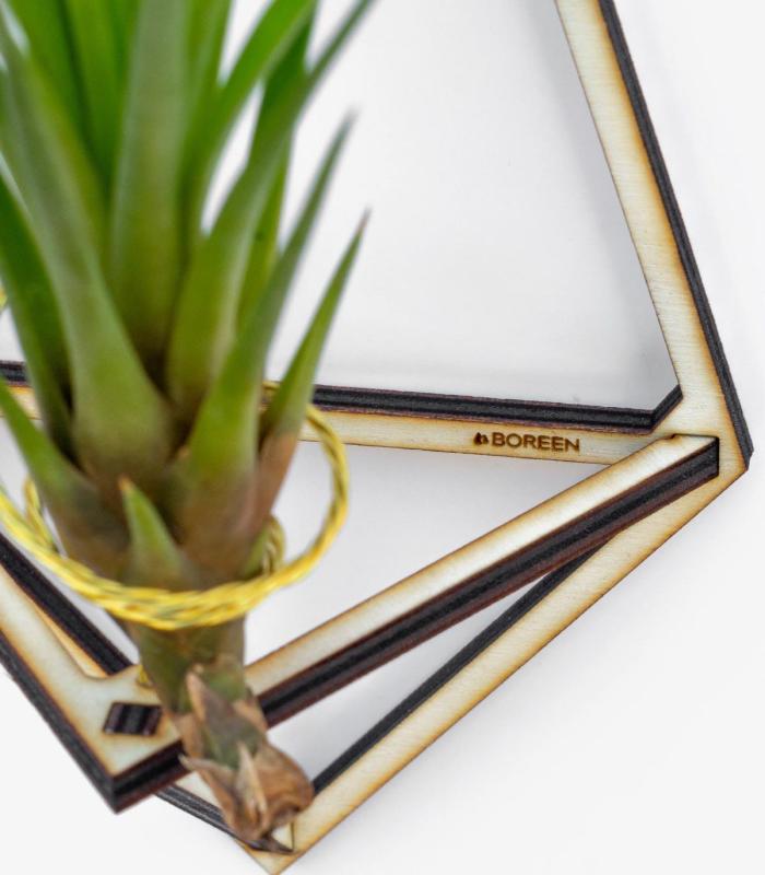 Comprar Planta de aire tillandsia con soporte Packen Sie Delta Holzstützen (3 Einheiten)