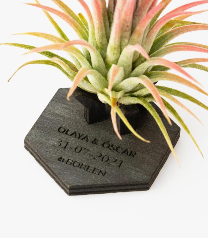 Comprar Planta de aire tillandsia para regalo de boda Soporte Mind de madera