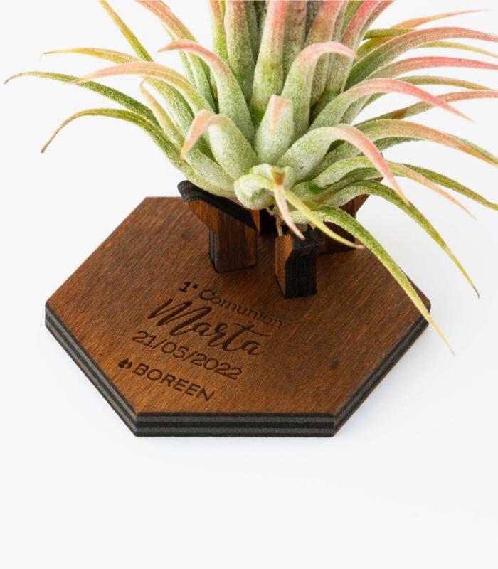 Comprar Planta de aire tillandsia con soporte Hölzerne Mind Halterung