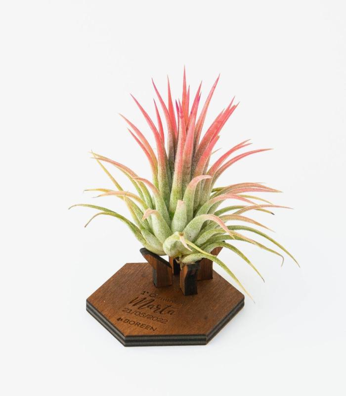 Comprar Planta de aire tillandsia con soporte Support de Mind en bois