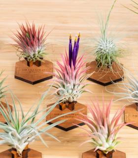 Comprar Planta de aire tillandsia con soporte Soporte Mind de madera