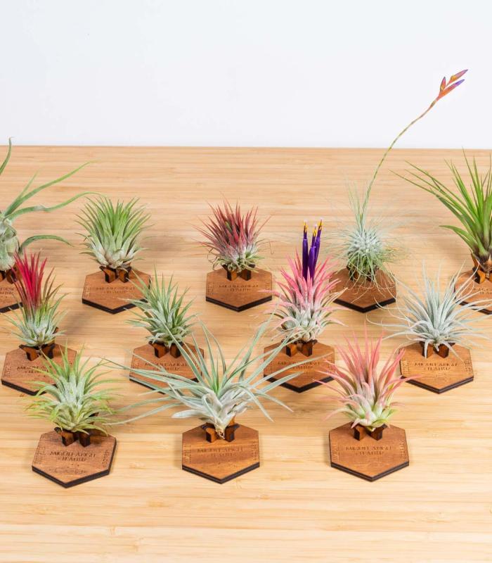 Comprar Planta de aire tillandsia con soporte Hölzerne Mind Halterung