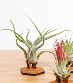 Comprar Planta de aire tillandsia con soporte Supporto Mind in legno