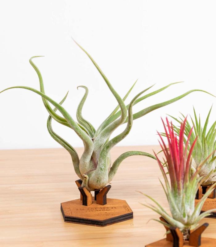 Comprar Planta de aire tillandsia con soporte Soporte Mind de madera
