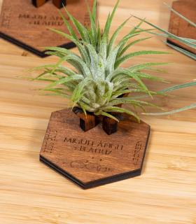 Comprar Planta de aire tillandsia con soporte Support de Mind en bois