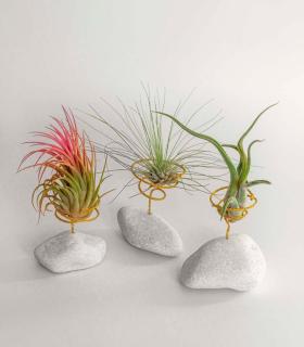 Comprar Planta de aire tillandsia con soporte Pedra branca natural