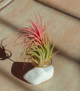 Comprar Planta de aire tillandsia con soporte Natural white stone
